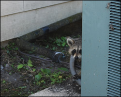 Raccoon removal and control Sterling VA