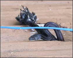 Snake control in Sterling VA