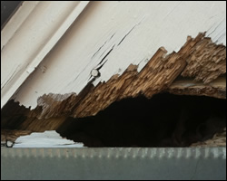 Squirrel damage in Sterling VA