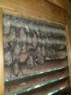 Bats Behind the Shutters