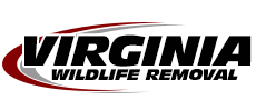 Sterling Wildlife Removal